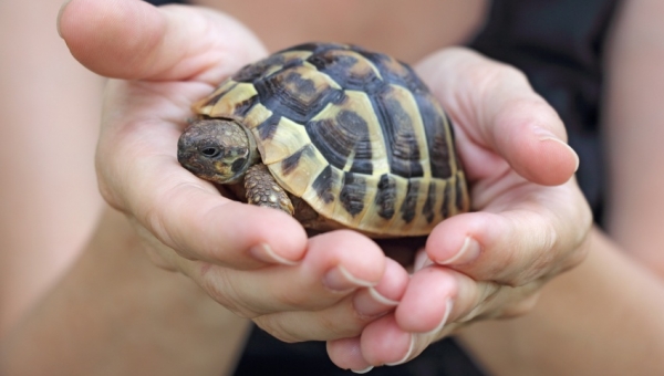 Estudiantes de Medicina Veterinaria invitan a ciclo sobre “especies no convencionales”